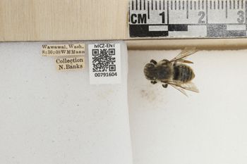 Media type: image;   Entomology 791604 Aspect: labels